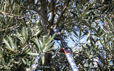 Nuevas tendencias en la poda del olivo